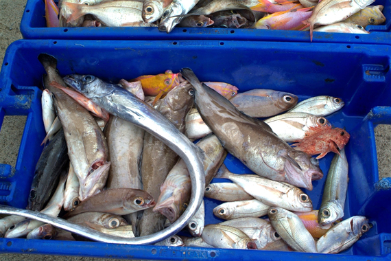 Descargas de pescado nos Açores caem 47,6% em Setembro e preço médio sobe 51,2%