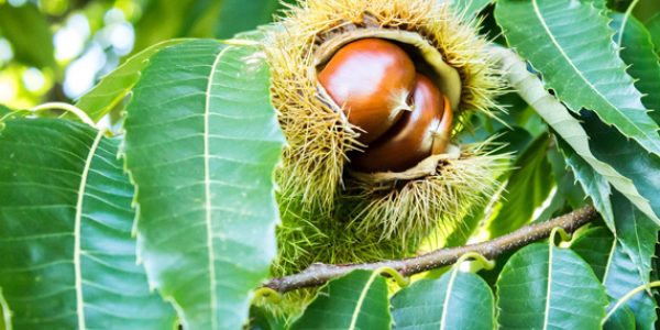 Governo aponta largada controlada de parasitoide na Primavera de 2026 para travar vespa-das-galhas do castanheiro